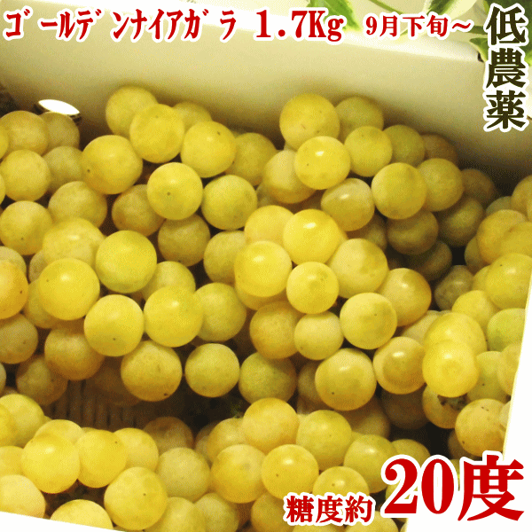 ぶどう （ご予約品：数量限定）希少ぶどう葡萄、種ありゴールデンナイアガラ1.7Kg（8-12房前後）長野県/保科さんが最高級有機肥料で栽培！ 産地直送　生産者直送　ナイアガラ 　秀品　ぶどう　甘い　高糖度 budou ナイア111【楽ギフ_のし】【楽ギフ_のし宛書】