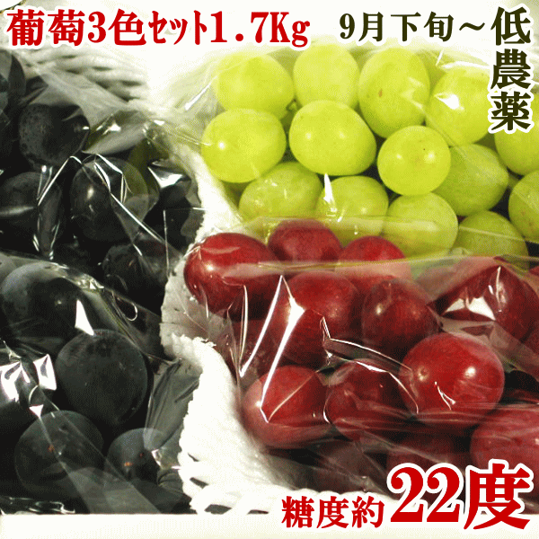 （ご予約品：限定30箱）ぶどうセット、葡萄高級ぶどうお任せ三色セット約1.7kg（合わせて3〜4房程度）長野県の保科さんが最高峰有機肥料で栽培産地直送　詰め合わせ　秀品　ぶどう　高糖度　甘い 　ぶどう　詰め合わせ budou 【楽ギフ_のし】