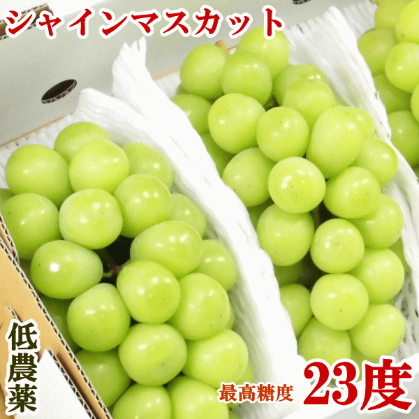 【長野シャインマスカット】長野産で甘くて美味しいシャインマスカットのおすすめは？