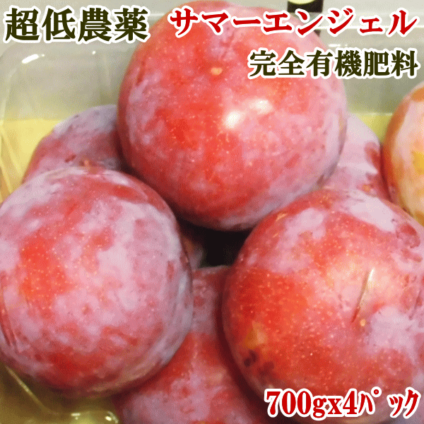 （ご予約品：7月中旬ごろ発送予定、20箱限定）サマーエンジェル 約2.8Kg（約24-32玉前後）厚芝さんが有機肥料100%で…