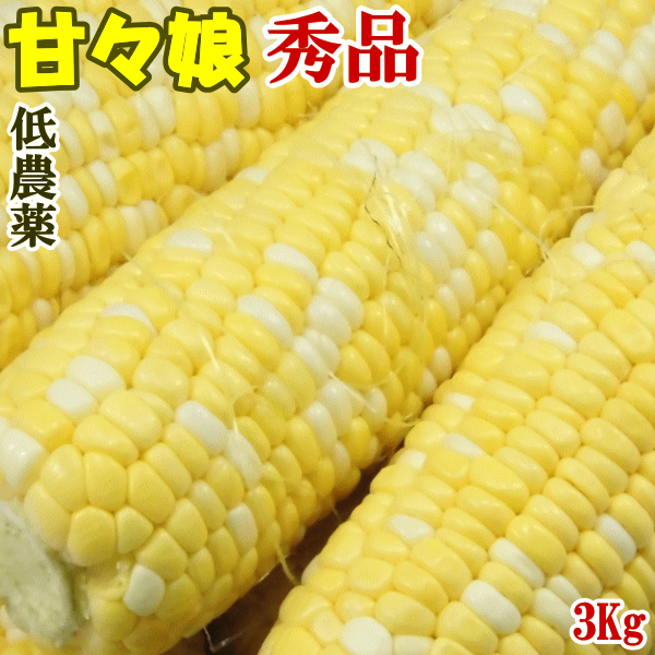 （ご予約品：6月下旬から発送予定、20箱限定）とうもろこし甘々娘秀品3Kg3L-2L大サイズ（約7〜8本）山梨県/甲府市の志田さん栽培スイートコーン　フルーツコーン（冷蔵）