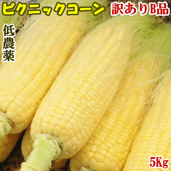   kCY26{甭 xƂ낱󂠂BisNjbNR[5Kg 18`22{ R b{s̎uc͔|Ƃ낱@XC[gR[@t[cR[ ① 