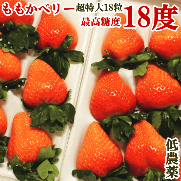 （●ご予約品：1月発送　20箱限定）いちご、イチゴ、苺、贈答用超特大プレミアムももかベリー極み化粧箱入り18粒入り(約800g） 高糖度　イチゴ　ホワイトデー　お返し　甘い 　ももいちご 超高級　低農薬　【楽ギフ_のし】【楽ギフ_のし宛書】