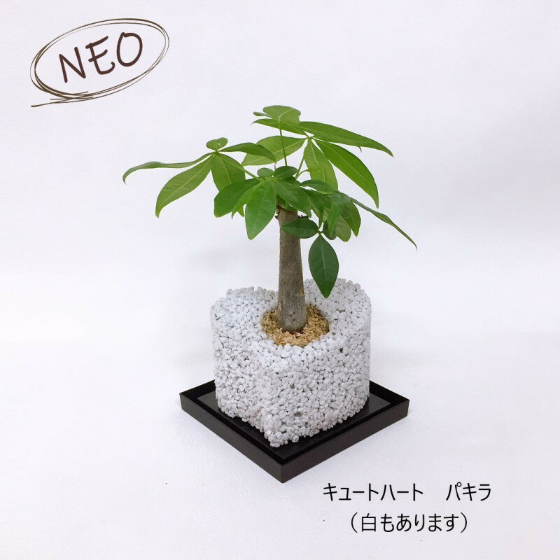開店祝い 誕生祝い 消臭 観葉植物 多肉植物 インテリアグリーン グリーン めざましテレビ オフィス 卓上 ミニ 癒し エコポチえこぽち エコポチ NEO オリジナル キュートハート パキラ 発財樹 カワイイ おしゃれ インテリア 誕生祝い ギフト プレゼント eco-pochiのサムネイル