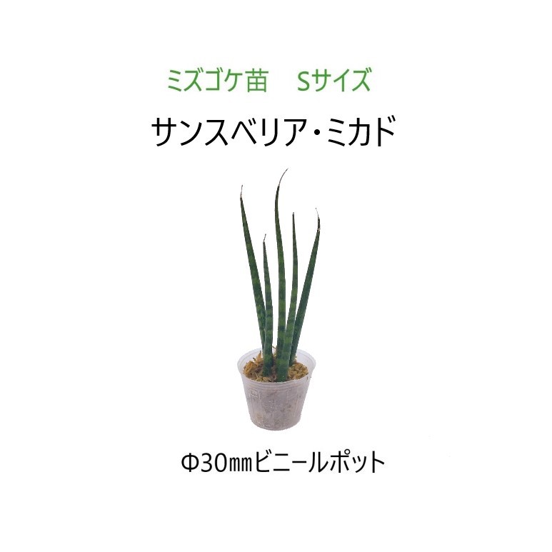 植物苗 ミズゴケ苗 Sサイズ Φ30mm サンスベリア ミカドのサムネイル