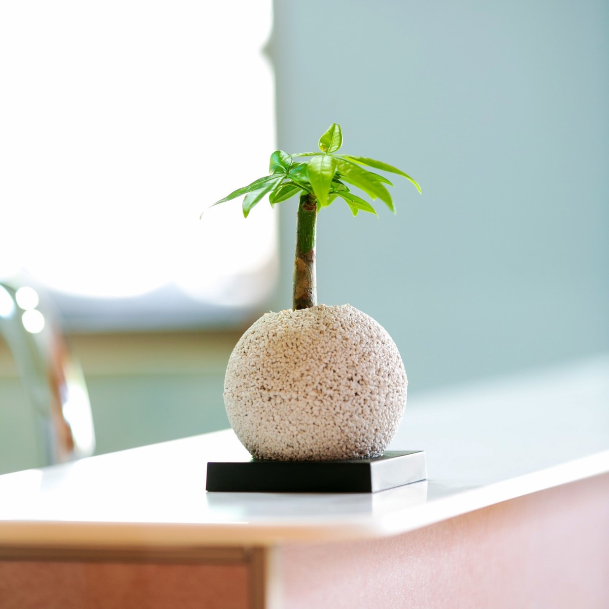 バキラ パキラ 発財樹 誕生祝い 開店祝い ギフト プレゼント 消臭 観葉植物 多肉植物 インテリアグリーン グリーン デスク オフィス 玄関 ZOOM インスタ 映え 癒し えこぽち エコポチ NEO スフィアミニ おしゃれ インテリア eco-pochi