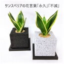 誕生祝い 新築祝い 開店祝い ギフト プレゼント 消臭 観葉植物 多肉植物 インテリアグリーン グリーン デスク オフィス 映え 癒し えこぽち エコポチ NEO キューブ おしゃれ サンスベリア ハニー インテリア eco-pochi