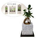 観葉植物 本物 オシャレ インテリアグリーン 多肉植物 土を使わない 清潔 グリーン ガジュマルの木 ガジュマル 誕生祝い 開店祝い ギフト プレゼント 消臭 ...