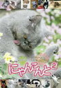 【バーゲンセール】【中古】DVD▼にゃんこんと 2 キャット驚くオモシロねこ動画 ホントはこんなこと言ってたりして▽レンタル落ち