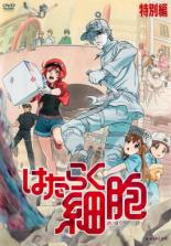 好塩基球 の代表画像