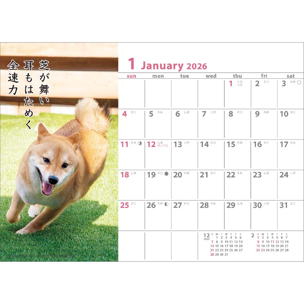 イーコンビ楽天市場店のアートプリントジャパン 26年 カレンダー 犬川柳 卓上 1000136878 1月はじまり｜アングル2