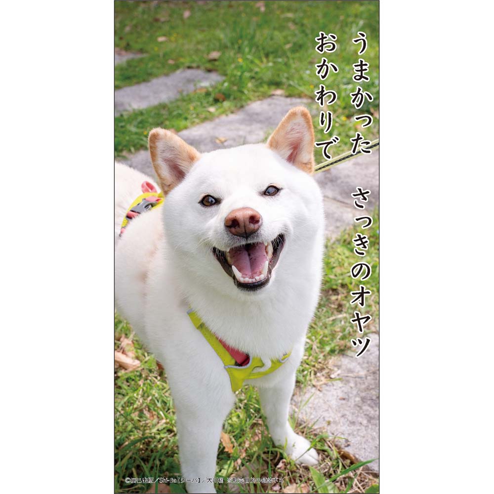 【3月4日20時-11日1時59分までエントリーで2人に1人が最大全額ポイントバック】アートプリントジャパン 26年 カレンダー 犬川柳 卓上 1000136878 1月はじまり