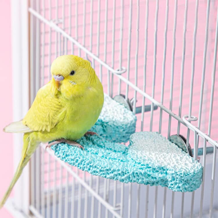 止まり木 ケージスタンド 爪とぎ 鳥用パーチ 鳥用パーチ 鳥用 ストップバー オウム...
