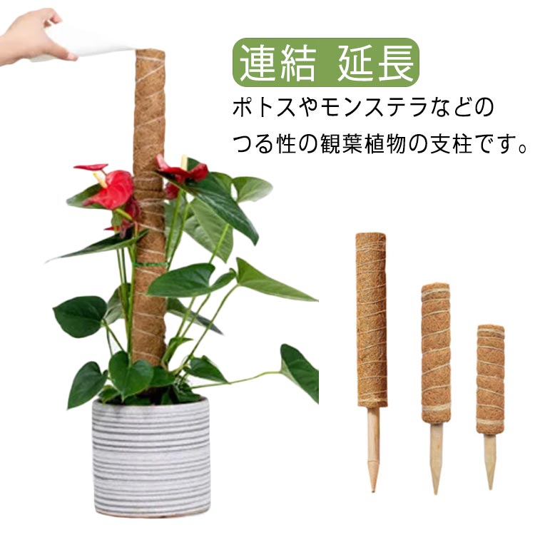 ポトスやモンステラなどのつる性の観葉植物の支柱です。植物支柱の下の部分は植物の根などを傷つけない木製の先端で、土に差し込みやすく設計されています。支柱の中は空洞になっていますので、植物が成長するにつれて支柱と支柱を繋げて高さ調整ができます。結束バンド付ですので、すぐに作成可能でお持ちの苔やチップなどを入れて手作りモスポールの出来上がりです。天然のココナツ繊維が原材料になり、自然になじみやすくて見栄えが良いです。見た目にもインテリア効果を崩さず、モンステラと一体になっておしゃれな雰囲気が味わえます。ツル、クリーパー、ポトス、マネープラント、モンステラなど、さまざまなクライミングプラントに理想的なツールであり、ほとんどの植物を巻き付かせて上向きに成長させるのに便利です。 サイズ 全長98cm 全長105cm 全長107cm サイズについての説明 98cm：30+40+50cm/　105cm：40+40+50cm/　107cm：30+50+50cm/　※サイズ表の実寸法は商品によって1-3cm程度の誤差がある場合がございます。 素材 ココナッツの殻 色 3本セット 備考 ●サイズ詳細等の測り方はスタッフ間で統一、徹底はしておりますが、実寸は商品によって若干の誤差(1cm～3cm )がある場合がございますので、予めご了承ください。 ●製造ロットにより、細部形状の違いや、同色でも色味に多少の誤差が生じます。 ●パッケージは改良のため予告なく仕様を変更する場合があります。 ▼商品の色は、撮影時の光や、お客様のモニターの色具合などにより、実際の商品と異なる場合がございます。あらかじめ、ご了承ください。 ▼生地の特性上、やや匂いが強く感じられるものもございます。数日のご使用や陰干しなどで気になる匂いはほとんど感じられなくなります。 ▼同じ商品でも生産時期により形やサイズ、カラーに多少の誤差が生じる場合もございます。 ▼他店舗でも在庫を共有して販売をしている為、受注後欠品となる場合もございます。予め、ご了承お願い申し上げます。 ▼出荷前に全て検品を行っておりますが、万が一商品に不具合があった場合は、お問い合わせフォームまたはメールよりご連絡頂けます様お願い申し上げます。速やかに対応致しますのでご安心ください。
