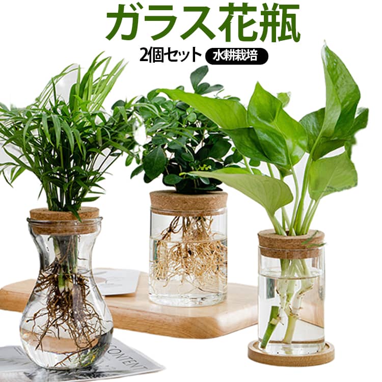 容器 花瓶 観葉植物 水耕栽培 フラワーベース 水栽培 ガラスベース ...