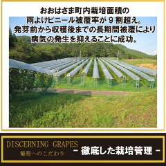 エーデルワイン早池峰神楽ワイン赤国産ワイン日本ワインお中元ワイン辛口