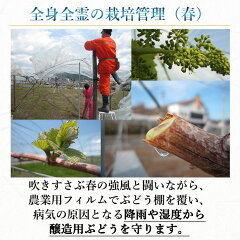 ゼーレ努力