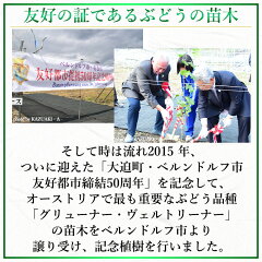 友好の証であるぶどうの苗木
