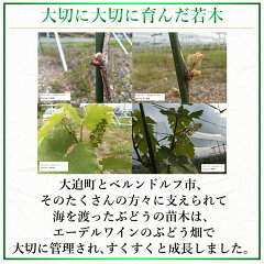 大切に大切に育んだ若木