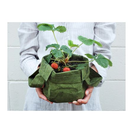 Walnut �� Co RP-RR800-1.5QT Root Puch ���ĥݥå� Black��1��5QT RPRR8001.5QT