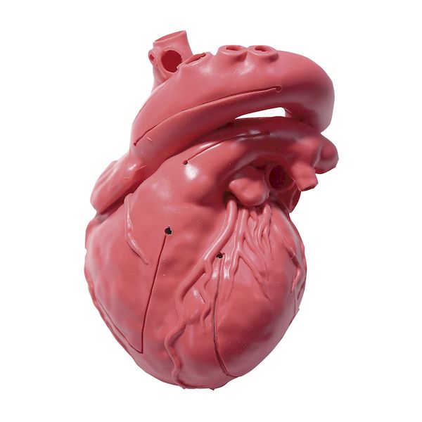 【個数：1個】XC-03T(アカ) 直送 代引不可・他メーカー同梱不可 クロスメディカル CardioModelEV 成人正常 XC-03T アカ XC03T(アカ)