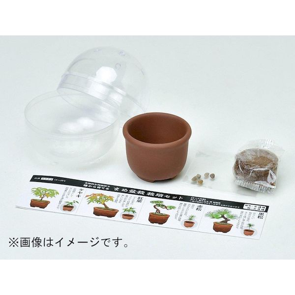 楽天市場】赤松 盆栽（日用品雑貨・文房具・手芸）の通販