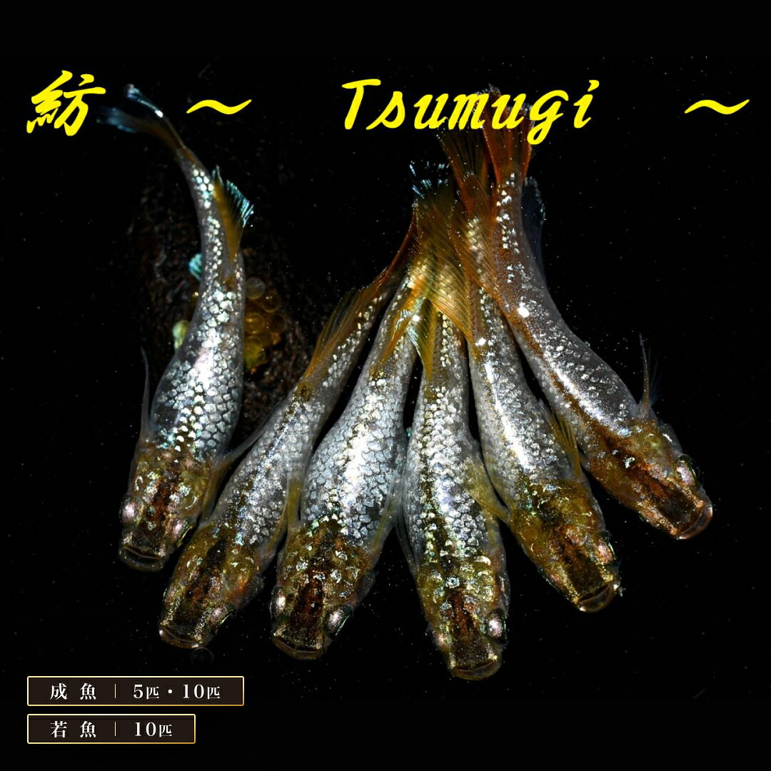 商品画像2
