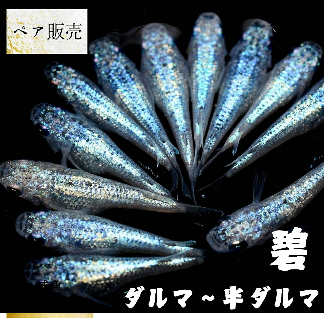 碧ダルマ～半ダルマペア販売メダカセット
