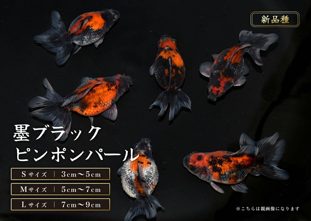 【新品種】墨ブラックピンポンパール Sサイズ 3～5cm Mサイズ 5～7cm Lサイズ 7～9cm 金魚【送料無料】
