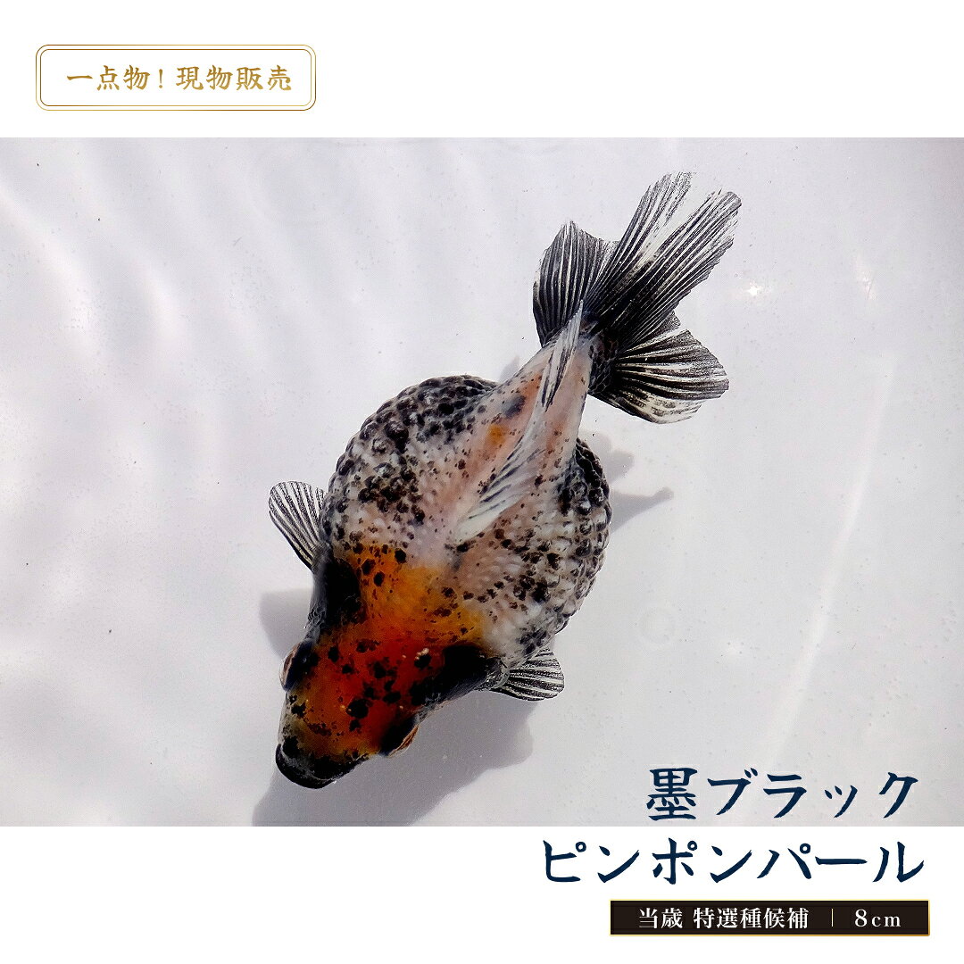 【一点物！現物販売】墨ブラックピンポンパール 当歳 特選種候補 8cm