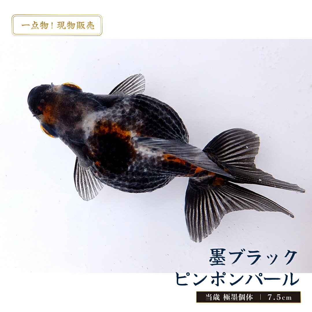 ポンピンパール様 楽天市場】ピンポン パール 白の通販