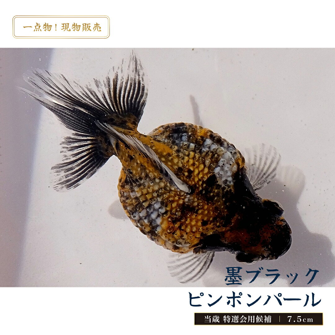 【一点物！現物販売】墨ブラックピンポンパール 当歳 特選会用候補 7.5cm
