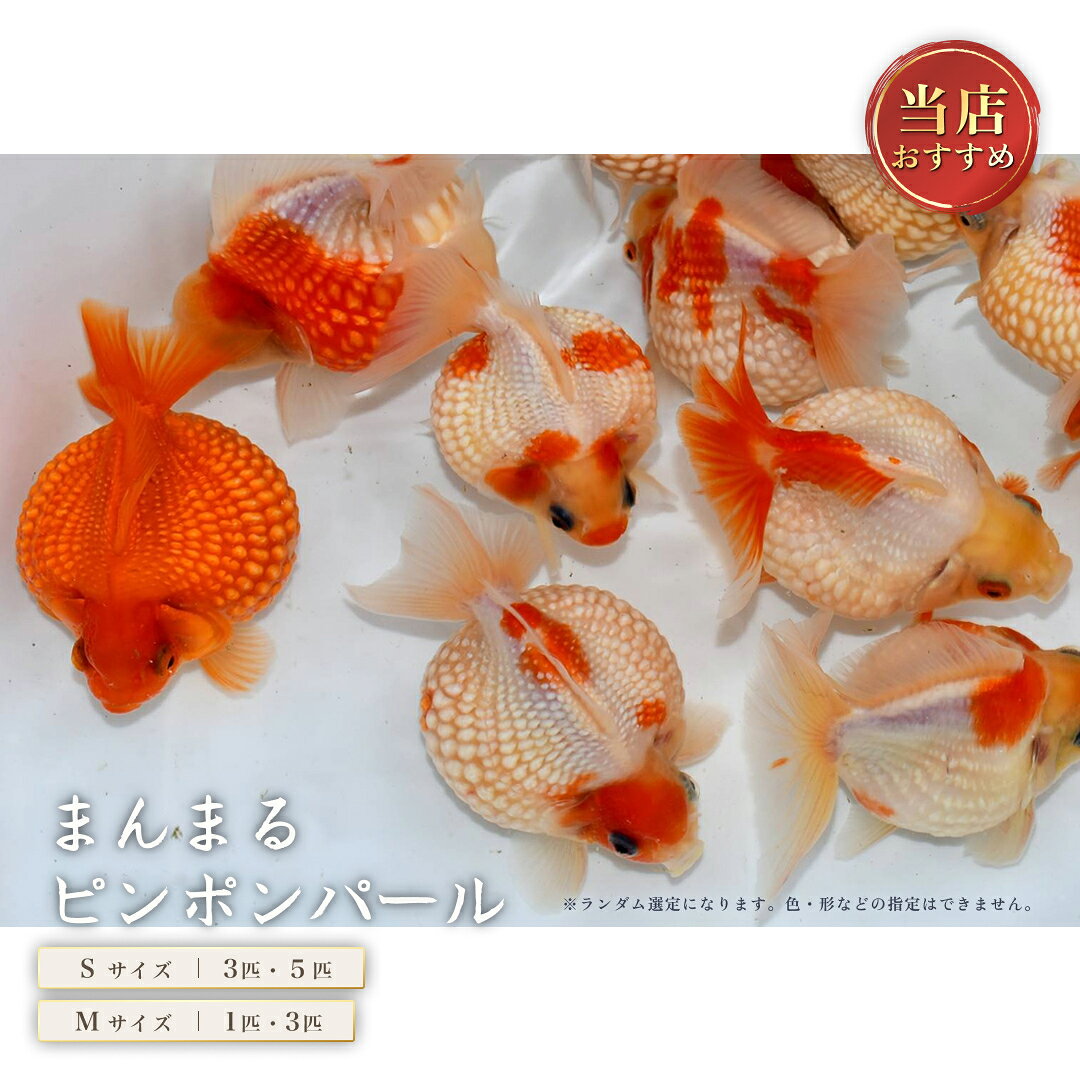 楽天市場】ピンポンパール 稚魚 販売（ペット・ペットグッズ）の通販