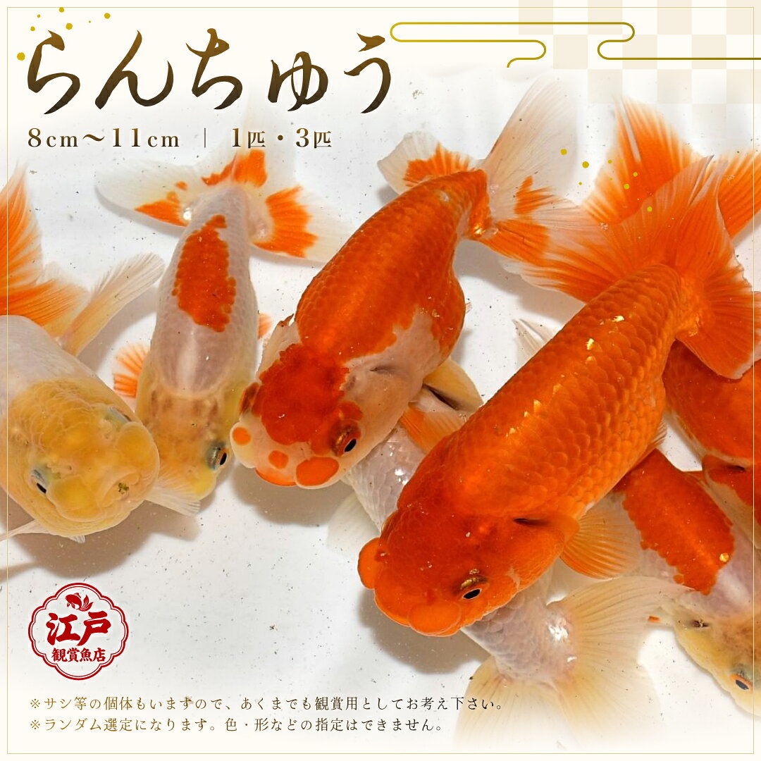 楽天市場】らんちゅう プラ舟 飼育の通販