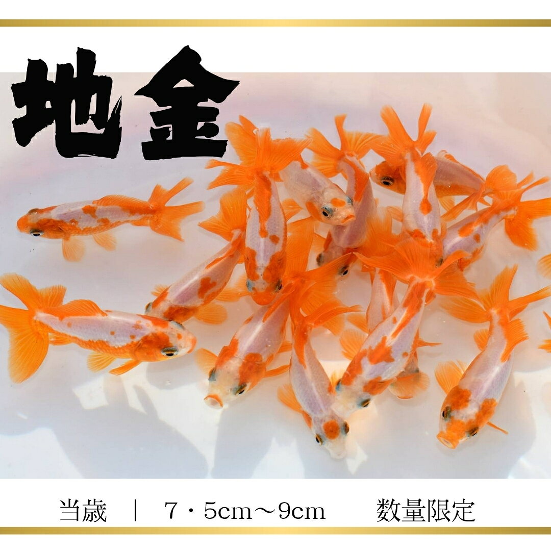 【極美】地金 当歳 7．5cm～9cm 数量限定 金魚 生体