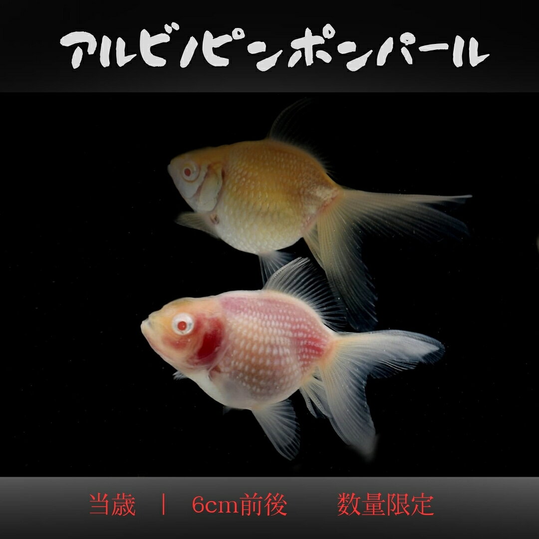 楽天市場】ピンポンパール 稚魚 販売の通販