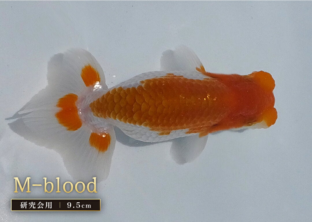 【現物販売】 M-blood 当歳 研究会用 9.5cm らんちゅう 協会系らんちゅう
