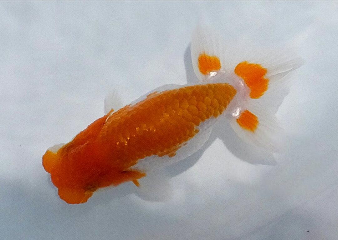 江戸観賞魚 楽天市場店の【現物販売】 M-blood 当歳 研究会用 9.5cm らんちゅう 協会系らんちゅう｜アングル2