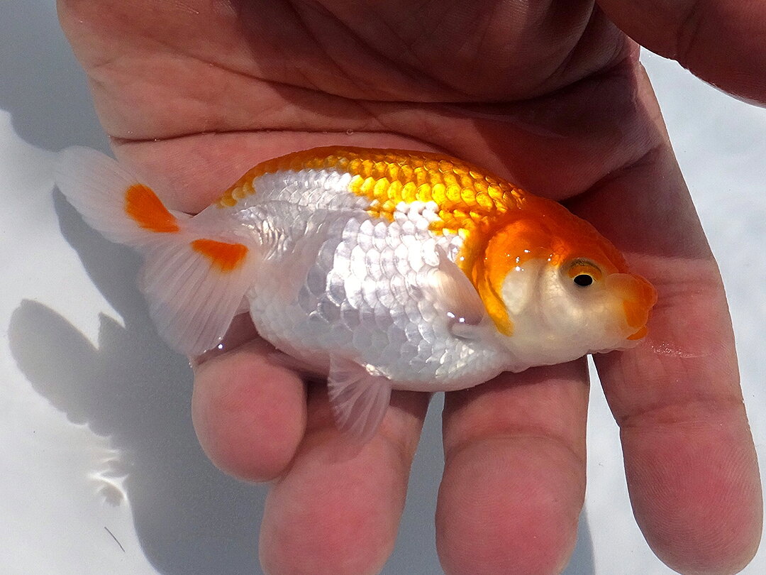 江戸観賞魚 楽天市場店の【現物販売】 M-blood 当歳 研究会用 9.5cm らんちゅう 協会系らんちゅう｜アングル3
