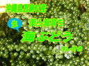 恩納村産 美ら海育ち 海ぶどう 生 500g海ブドウ 海藻類 海藻 沖縄産 県産 海ぶどう丼 沖縄料理 お試し - 沖縄お土産通販かまどおばぁの店。