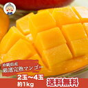 【お中元】沖縄産 完熟マンゴー 1kg 2-4玉 送料無料【予約受付中】リピーター続出の甘さ 暑中見舞いなど、ご贈答用としてもご利用頂けます。フルーツ 果物 |...