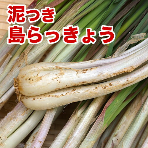 島らっきょう沖縄県産(100g) 量り売り♪500g以上購入で100gオマケ！ いよいよ旬の島らっきょう！お試し 沖縄野菜 ｜島らっきょう ｜ 生 国産 天ぷらや塩漬に！