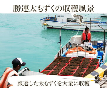 沖縄産もずく♪5Kg有名ブランド★勝連産!!低カロリー健康ダイエットお中元ギフトにも最適な、沖縄産(モズク)沖縄(お土産)沖縄土産()にどうぞ♪【楽ギフ_のし】お試し、産地直送(自然食品)