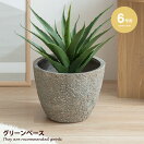 観葉植物 【6号サイズ】 Boras グリーンベース