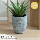 観葉植物 【6号サイズ】 Boras グリーンベース