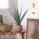 【クーポンで14％OFF！4/26 0:00~4/27 9:59まで！】雑貨 観葉植物 フェイクグリーン インテリア インテリアグリーン アロエ グリーン おしゃれ 人気 新生活 Sサイズ ポット セメントポット 鉢 植木鉢 グリーンポット 幅40 人工植物 人工グリーン 初心者