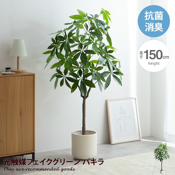 楽天市場】パキラ 観葉植物 150cmの通販