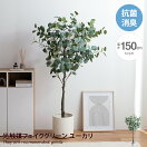 観葉植物 【高さ150cm】Nature 光触媒人工観葉植物 ユーカリ