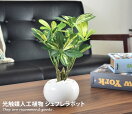 観葉植物 シェフレラポット