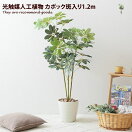 観葉植物 Suavis 光触媒人工植物 カポック斑入り1.2m